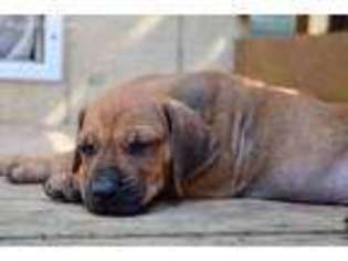 Rhodesian Ridgeback Puppy for sale in Etoile, TX, USA