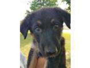 German Shepherd Dog Puppy for sale in Pine Mountain, GA, USA