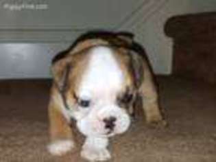 Bulldog Puppy for sale in Elkhart, IN, USA