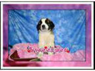 Saint Bernard Puppy for sale in Canton, OH, USA
