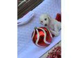 Goldendoodle Puppy for sale in Willis, TX, USA