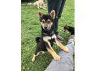 Shiba Inu Puppy for sale in Bellevue, WA, USA