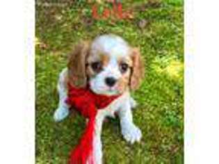 Cavalier King Charles Spaniel Puppy for sale in Greer, SC, USA