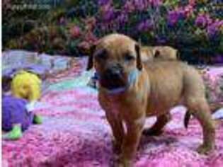 Rhodesian Ridgeback Puppy for sale in Packwood, WA, USA