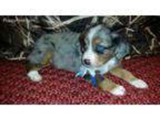 Miniature Australian Shepherd Puppy for sale in Shelbina, MO, USA