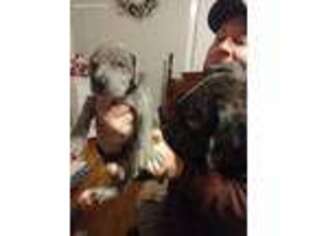 Great Dane Puppy for sale in Jonesborough, TN, USA