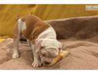 Olde English Bulldogge Puppy for sale in Daytona Beach, FL, USA