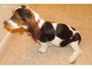 Basset Hound Puppy for sale in Yucca Valley, CA, USA