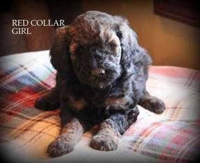 Mutt Puppy for sale in Ligonier, IN, USA