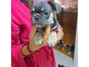 French Bulldog Puppy for sale in Wray, CO, USA