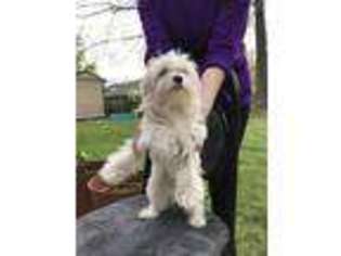 Maltese Puppy for sale in Springfield, VA, USA