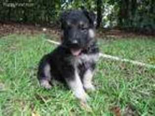 German Shepherd Dog Puppy for sale in Williston, SC, USA