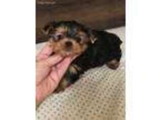 Yorkshire Terrier Puppy for sale in Lanesville, IN, USA