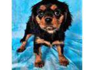 Cavalier King Charles Spaniel Puppy for sale in Cedaredge, CO, USA