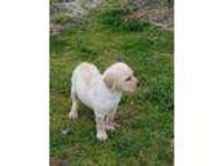 Labrador Retriever Puppy for sale in Salisbury, NC, USA