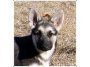 German Shepherd Dog Puppy for sale in Houston, MO, USA