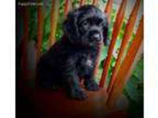 Cocker Spaniel Puppy for sale in Ickesburg, PA, USA