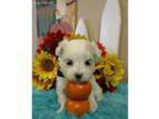 Maltese Puppy for sale in Spiro, OK, USA