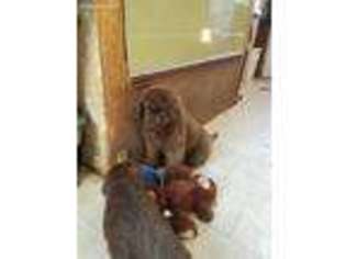 Newfoundland Puppy for sale in Pinckney, MI, USA