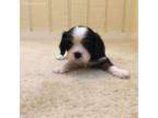 Cavalier King Charles Spaniel Puppy for sale in Seneca, SC, USA