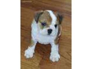 Bulldog Puppy for sale in Fair Grove, MO, USA