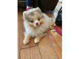 Pomeranian Puppy for sale in Watkins Glen, NY, USA