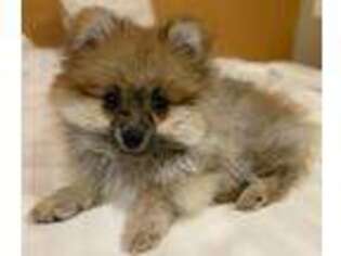 Pomeranian Puppy for sale in Norwood, MA, USA