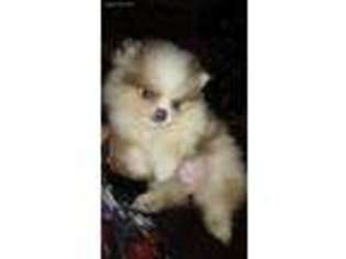 Pomeranian Puppy for sale in Webster, MA, USA