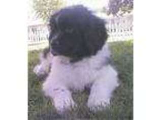 Newfoundland Puppy for sale in Merrillville, IN, USA