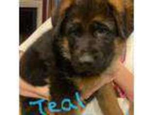 German Shepherd Dog Puppy for sale in Charles Town, WV, USA