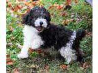 Mutt Puppy for sale in Huntsville, AL, USA