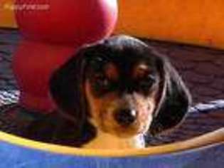 Beagle Puppy for sale in Alamosa, CO, USA