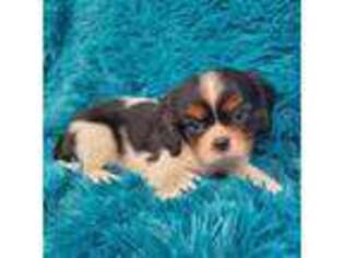 Cavalier King Charles Spaniel Puppy for sale in Marion, SC, USA