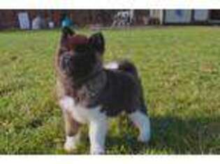 Akita Puppy for sale in Defiance, OH, USA