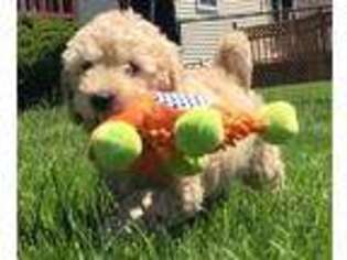 Goldendoodle Puppy for sale in Gasport, NY, USA