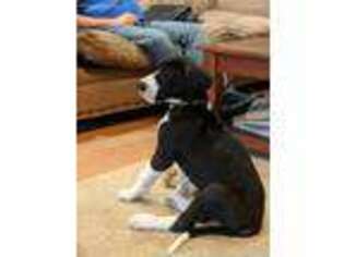 Great Dane Puppy for sale in Ottawa Lake, MI, USA