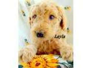 Goldendoodle Puppy for sale in Marinette, WI, USA