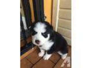 Siberian Husky Puppy for sale in HIALEAH, FL, USA