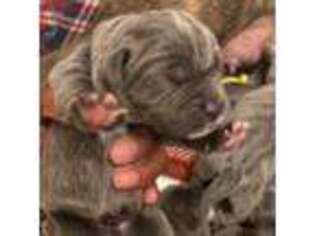 Cane Corso Puppy for sale in Harrisonville, MO, USA