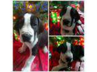 Great Dane Puppy for sale in Wakarusa, IN, USA