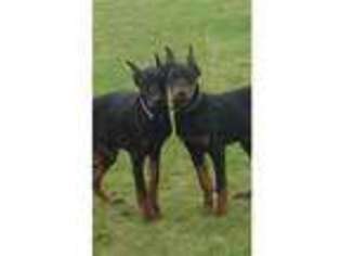 Doberman Pinscher Puppy for sale in London, Greater London (England), United Kingdom
