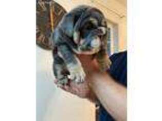 Bulldog Puppy for sale in Chehalis, WA, USA