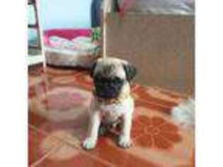 Pug Puppy for sale in Phoenix, AZ, USA