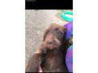 Labradoodle Puppy for sale in Sterling, CO, USA