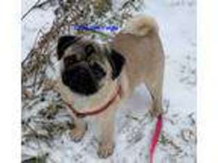 Pug Puppy for sale in Frankfort, KY, USA