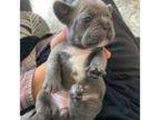 French Bulldog Puppy for sale in Lowell, IN, USA