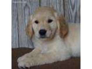 Golden Retriever Puppy for sale in Lamar, MO, USA