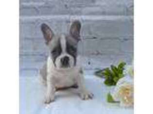 French Bulldog Puppy for sale in Tuscola, IL, USA