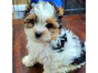 Biewer Terrier Puppy for sale in Eagle Pass, TX, USA