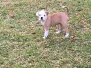 American Bulldog Puppy for sale in Longview, TX, USA